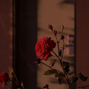 琵琶行（翻自 奇然-沈谧仁）