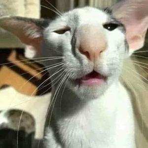 perro negro (sped up)