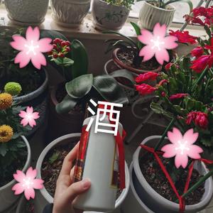 花间酒【极致青受版】