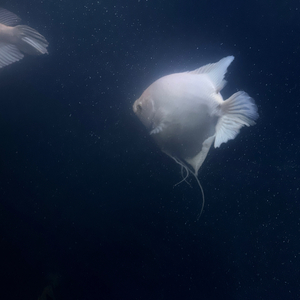 车窗上（cover:赵乃吉）