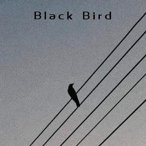 Black Bird