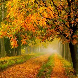 栀子树下的等待