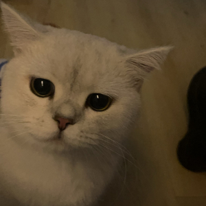 陈绮贞-梦(小T)（不是缪斯 remix）