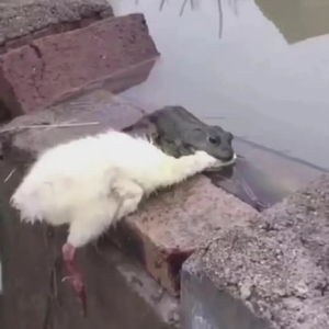 癞蛤蟆想吃天鹅肉.wav