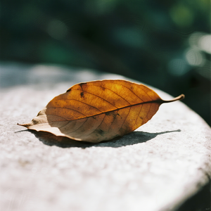 无住(安定情绪)