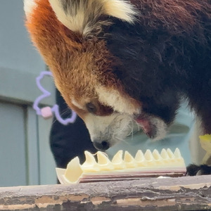 逃れゆく星の影