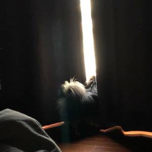 Anemone（翻自 THE k2）