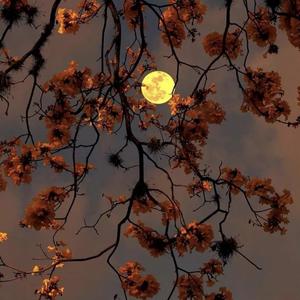 雨爱（翻自 杨丞琳）