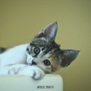 诗意的小猫节奏