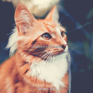 抚慰的小猫回忆
