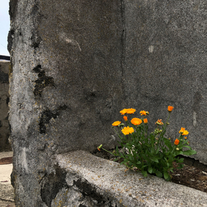 돌담위에 덩굴처럼 자꾸 자라나는 너