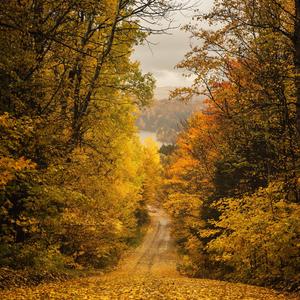 Autumn has already arrived.(Epic Orchestra-Slow).