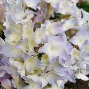 忘川风华录-惊鹊(花宫瑞X阿谁)