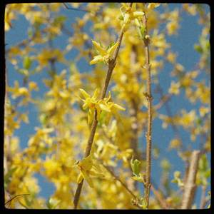 Forsythia