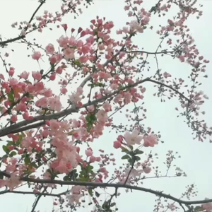 三月（Pord by 老森 Sen）