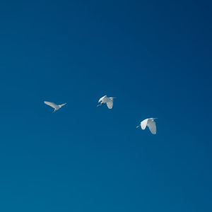 fly（翻自 Anzixclfy）