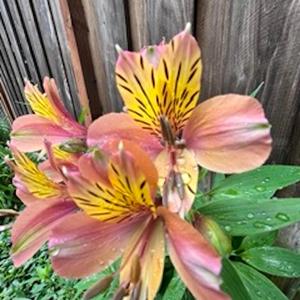 you never told me the truth