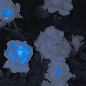 Crystal Rose“成都集团2022cypher type beat”