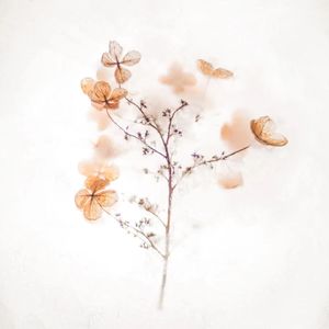 花凌若别离 (空灵鼓催眠)