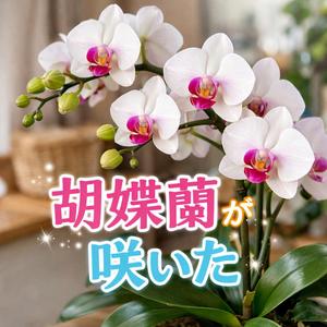 胡蝶蘭が咲いた