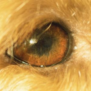 Eyesight