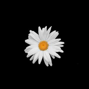 夢幻上昇_Mew Rage Up!_