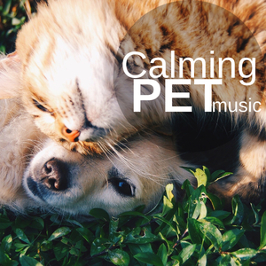 Calming Pet Music