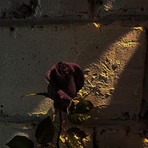 黑巴克玫瑰（Prod By ProdKK1）