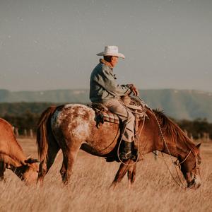 西部荒野大牛仔