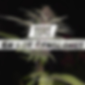 En los Renglones - IORI