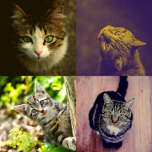 温和压力大的猫梦想