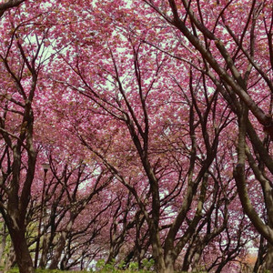 菊名ハッピータウン