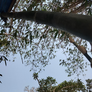 Asyroqot Syamsul Kamali Bika Ya Bahil Jamali (Remastered 2023)