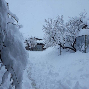 Snowfall Rain