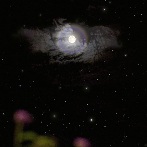 度过漫长寒冬 WinterSweet