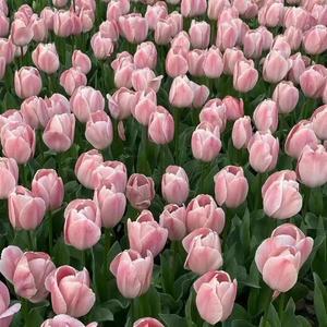 就是爱你(女生版)