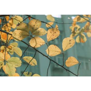 白山茶（翻自 洛依er）