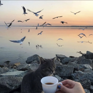 如果事与愿违那一定另有安排