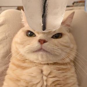 大家一起喜羊羊（片段）