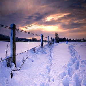 플라밍고 르네상스