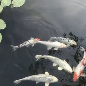 弹跳系列 - 第六弹