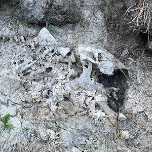 Silhouette Darling in Grey