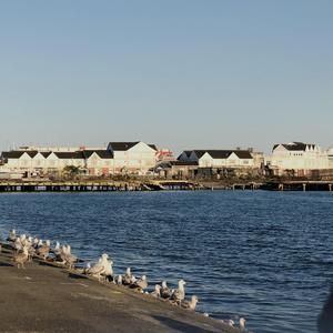 被时光移动的城市（Cover：石进）（翻自 薛定谔的加菲猫）