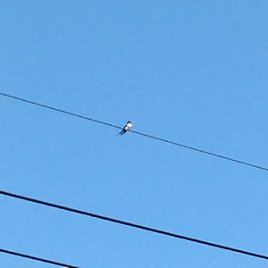 可愛くてごめん (feat. HoneyWorks & かぴ) [ライブバージョン]