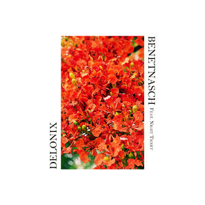 Delonix(feat.Night Ticket)