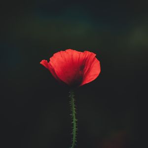 花（Pord by Jammy Beatz）