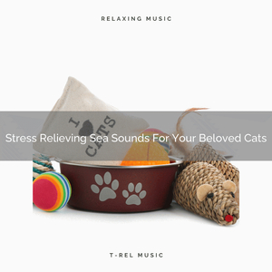 Interesting Woods Songs For All Cats