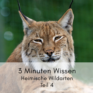 Wildkatze