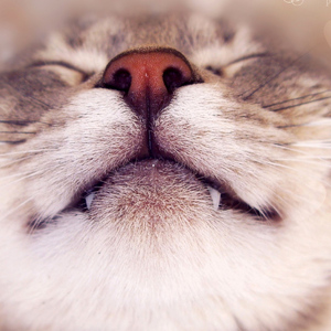 蓝瘦香菇（Cover 光头龙）