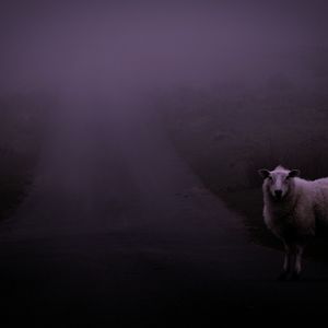 Glistening Lakefront Dawn Journey